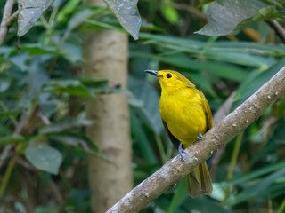 Yellow-browed Bulbul (Acritillas indica) race 