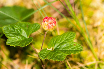 Rubus chamaemorus