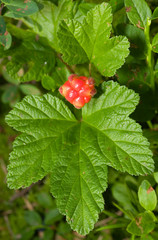 Rubus chamaemorus