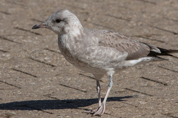 Obraz premium dove - Taube