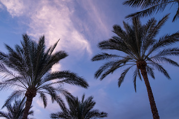 evening sky on the background of palm trees. advertising space
