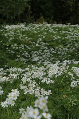 magnificent wallpaper and landscapes artvin savsat
