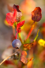 Vaccinium myrtillus