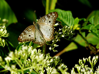 Anartia jatrophae or White peacock, a white butterfly with black spots sitting on a flower