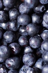 Vaccinium myrtillus