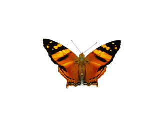 an isolated orange with black butterfly against a white background