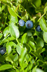 Vaccinium myrtillus