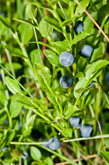 Vaccinium myrtillus