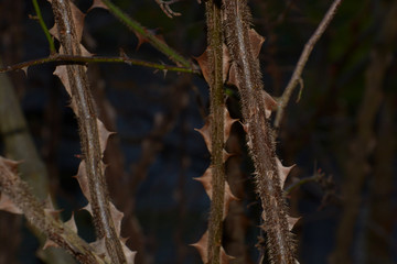 brown branches with many thorn without leaves in early spring, thorn bush background abstract colored