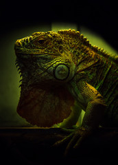 Green Lizard portrait on dark background. Close-up. Unrecognizable place. Selective focus