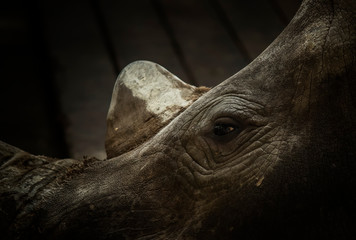 White rhino portrait on dark background. Close-up. Unrecognizable place. Selective focus