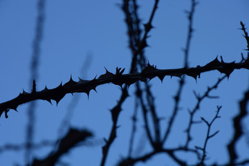 branches with sharp thorns with overexpose effect in front of high contrast blue background, thorn...