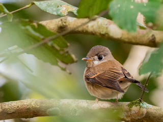 Brown-breasted Flycatcher (Muscicapa muttui). Wayaana, Kerala, India