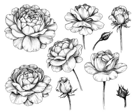Hand drawn Rose Flowers and Buds