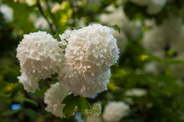 Chinese snowball viburnum flower heads are snowy. Blooming of beautiful white flowers in the summer garden. Delicate caves of white flowers on the branches.