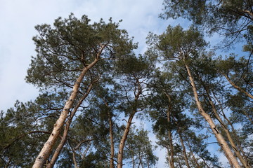 Fototapeta premium pines in the forest in winter. Pine tree tops with needles for a walk in the forest