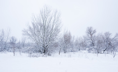 Frozen trees in the park or forest with snow and ice hoarfrost on the cold misty winter day in nature sundown