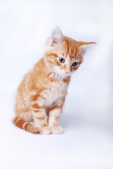 chaton roux 02