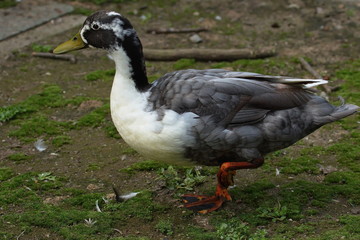 ente duck