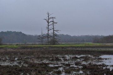 dead trees in a swamp