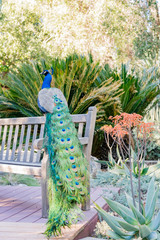 Obraz premium Peacock sitting in the forest