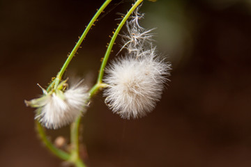 close up from dandelion blossom with seed