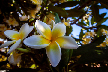 great close up from wallflower blossom