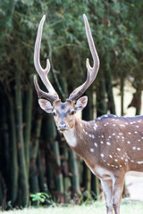 Fototapeta premium Chital AKA Spotted Deer (Axis axis). The Nilgiris, Tamal Nadu, India