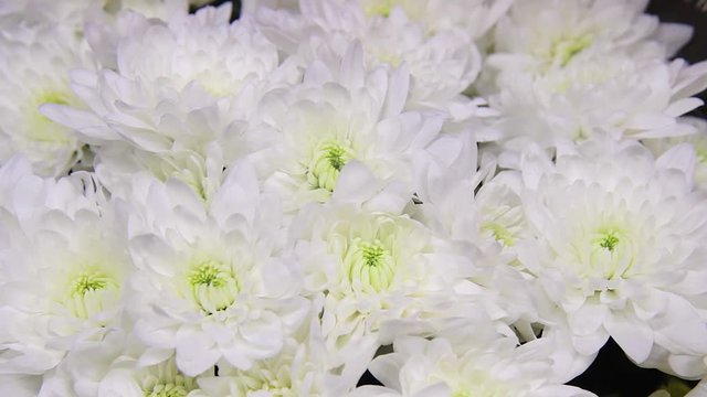  white chrysanthemum. white flowers on green background