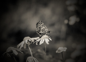 butterfly on flower