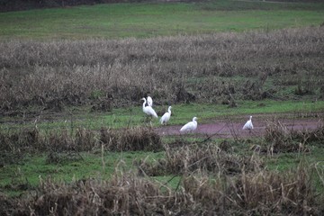 flock of great egrets in a marsh