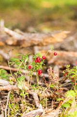 Vaccinium vitis-idaea