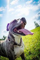 Dog breed Boerboel with tongue hanging out on the nature in the park in summer close-up