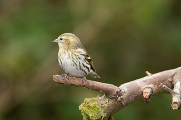 Siskin