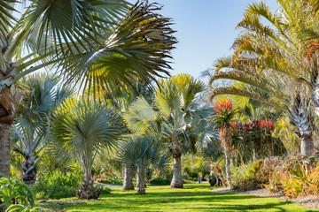 Obraz premium Nature landscape with trees