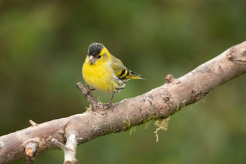 Siskin