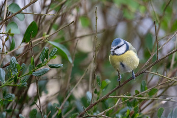 Blue Tit