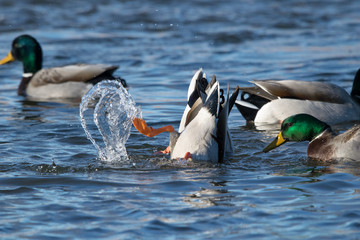Fototapeta premium Diving Mallard