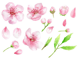 Cherry blossom watercolor illustration. Cherry flowers and petals isolated on white background hand painted in watercolor