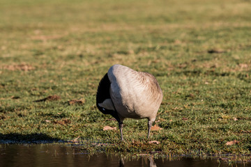 Kanadag&auml;nse auf einer Weide ein K&ouml;ln