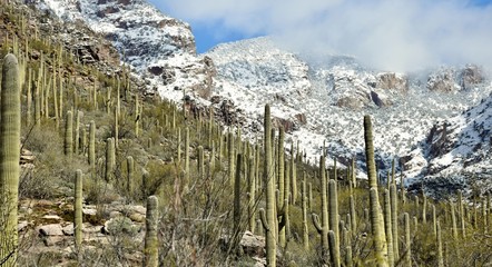 Saguaro cactus of the Sonoran Desert and snow in the Catalina Mountains outside Tucson, Arizona.