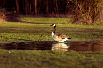Kanadagänse baden in einem Teich