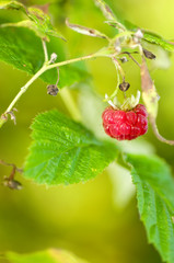 Rubus idaeus