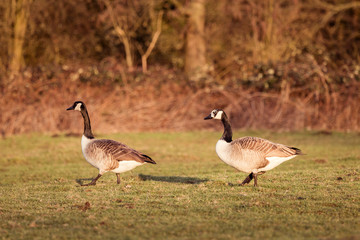 Kanadagänse auf einer Weide ein Köln