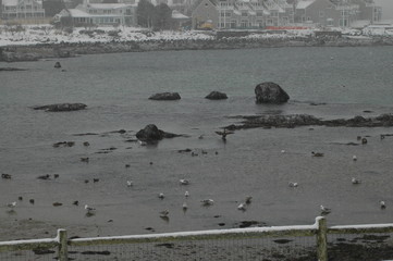 Seaside Gloucester Wonson Cove - Ocean Low Tide