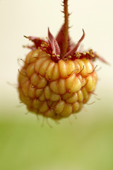 Rubus idaeus