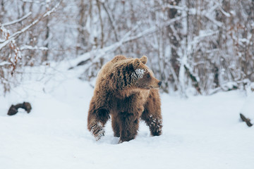 Bear