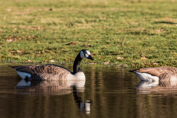 Kanadagänse baden in einem Teich