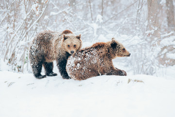 Obraz premium Bear cubs