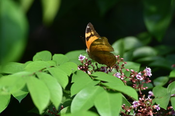 bodied butterflies and brown wings